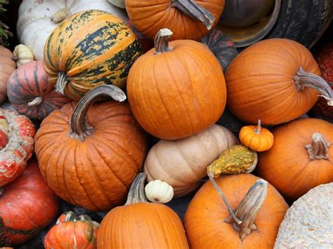 Best Manhattan Area Pumpkin Patches 2020 New York City Ny Patch