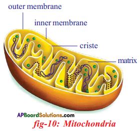 Ap Ssc Th Class Biology Important Questions Chapter Respiration