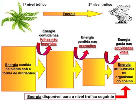 Bio E Ci Ncias Ecologia