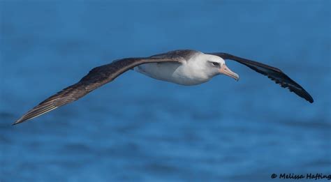 World Albatross Day Focuses Attention On The High Seas Birds Canada