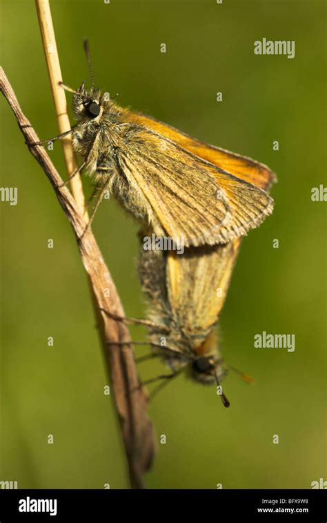 Two Small Skipper Butterflies Thymelicus Sylvestris Mating On A Thin