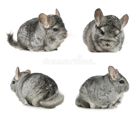 Collage With Cute Grey Chinchillas On Background Stock Image Image Of