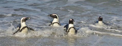 Los Pingüinos Africanos Salen Del Océano En La Playa De Arena Pingüinos Africanos También