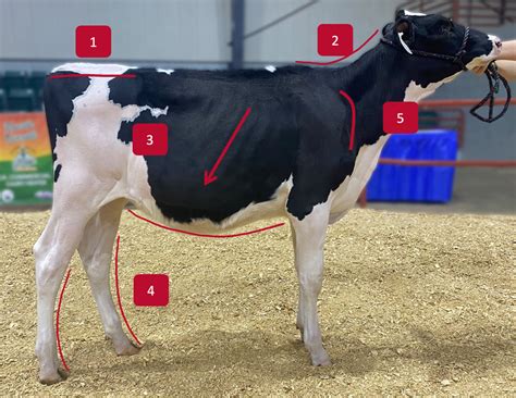 Evaluating Conformation And Growth Of Commercial Dairy Heifers Caes