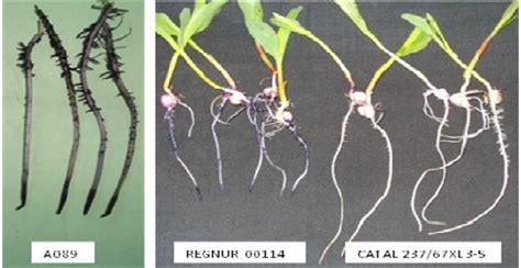 B Maize Seedling Root Apices Stained With Hematoxylin Stain After A 72