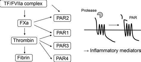 Relationship Between Coagulation Factors And Protease Activated