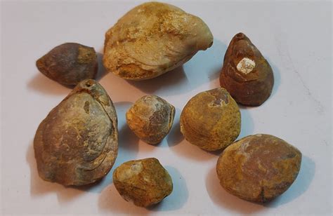 Evolution Of Brachiopods