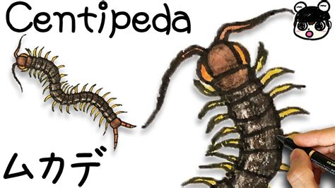 【realistic】how To Draw Centipede Step By Step Youtube