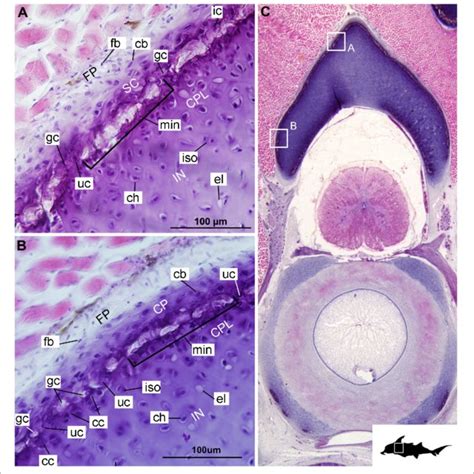 | Mineralized cartilage in stem Holocephali and crown group Holocephali ...