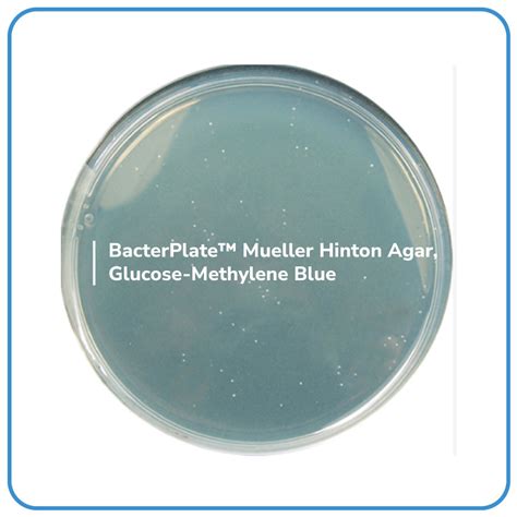 Bacterplate Mueller Hinton Agar Glucose Methylene Blue Bacterlab