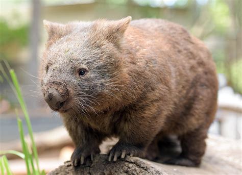 Wombat Bite