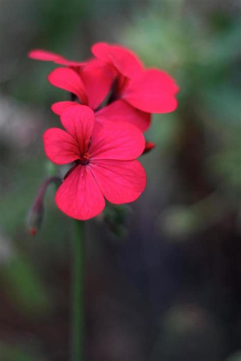 Flores De Geranio Rojo 2305068 Foto De Stock En Vecteezy