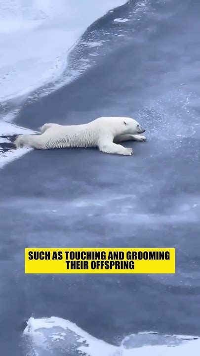 Exploring The Majestic World Of Polar Bears Youtube