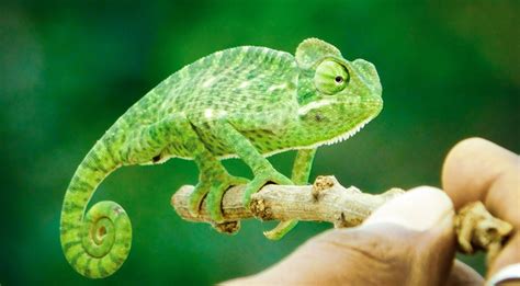 Reptiles And Amphibians | Yorkshire Veterinary Hospital