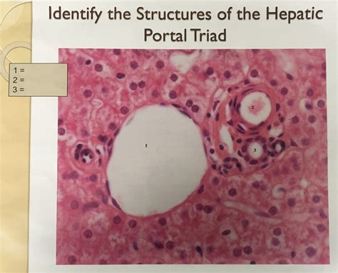 Biol 122 Hepatic Portal Triad Diagram Quizlet