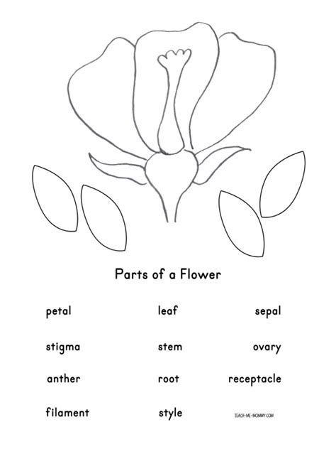 Label The Flower Parts Worksheets