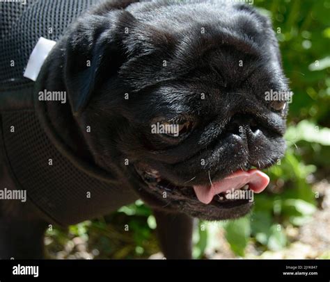 Black pug hi-res stock photography and images - Alamy