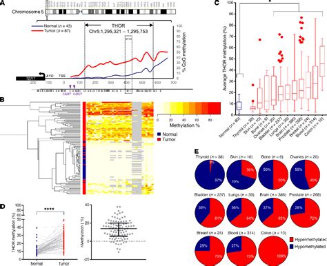 Figure 2 From DNA Hypermethylation Within TERT Promoter Upregulates