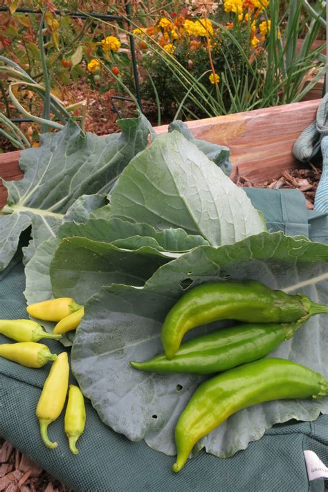 It S A Great Time Of Year To Make Some Green Chile Stew Do You Ever Add Extras Into Your Green