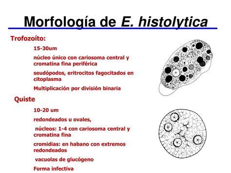 Ppt Generalidades De Protozoarios Y Amebas Powerpoint Presentation Free Download Id3099402