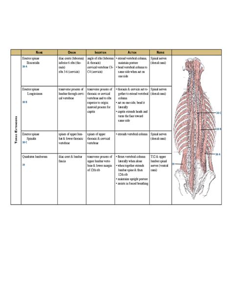 Complete Muscle Chart Free Download