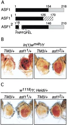 Histone Chaperone ASF1 Cooperates With The Brahma Chromatin Remodelling