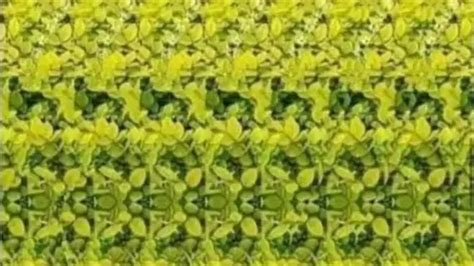 What animal do you see? Magic eye optical illusion has users divided - Heart