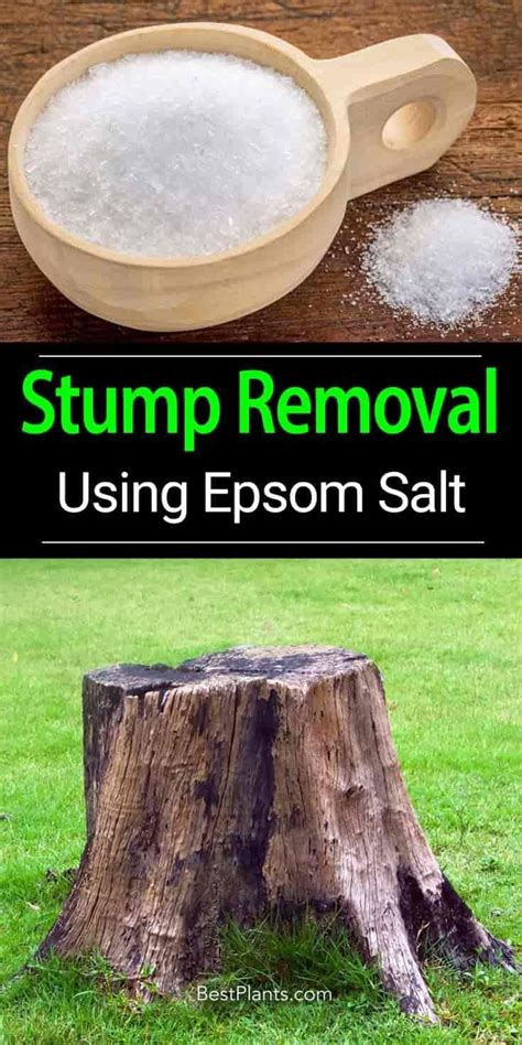 How To Kill Tree Stump With Epsom Salt Eduhow