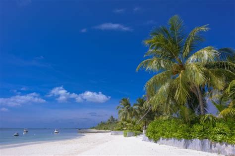 Free Images Sky Tropics Nature Daytime Beach Palm Tree Sea