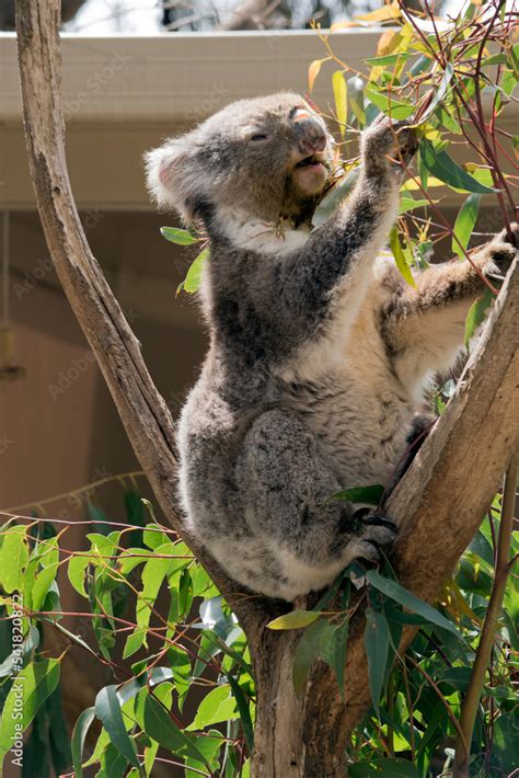 the koala is mainly grey and has a white stomach and fluffy ears Stock ...