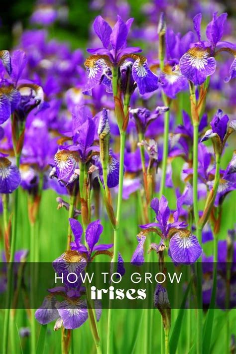 How To Grow Irises Longbourn Farm