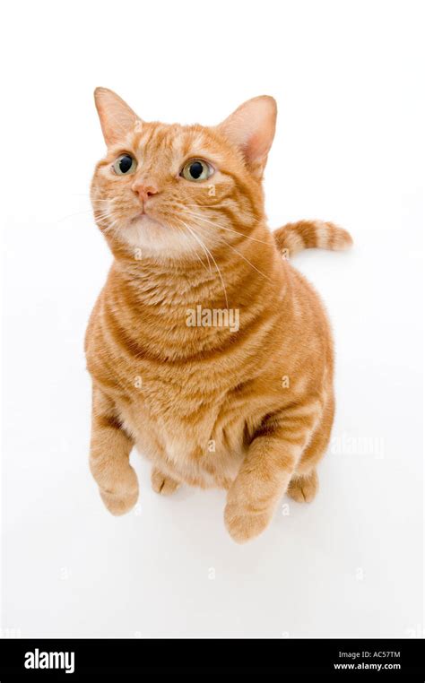 Cat Legs Stand Hi Res Stock Photography And Images Alamy