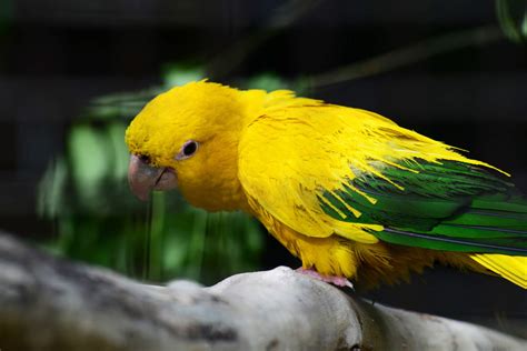 8 Of The Most Exotic Pet Birds