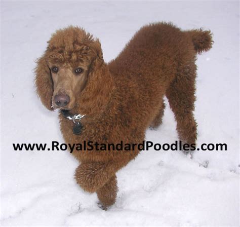 Our Large Standard Poodles Royal