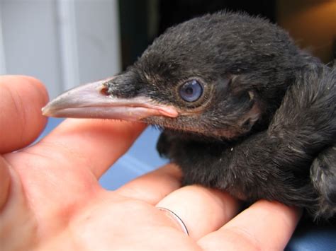 Baby Crow Facts And Why It S Not A Good Idea To Take One Home