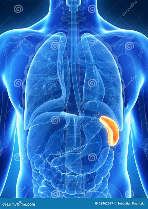 Highlighted Male Spleen Stock Illustration Illustration Of Human