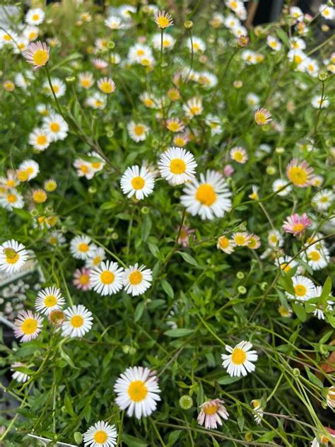 Erigeron Glaucus Seaside Daisy Neth Plant