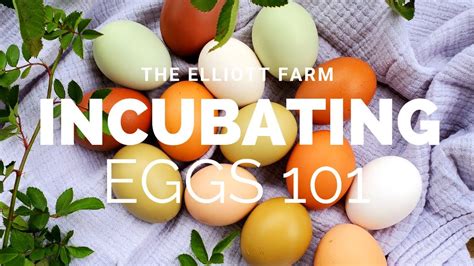 Incubating Eggs 101 Hatching Chicken Eggs The Elliott Farm Youtube