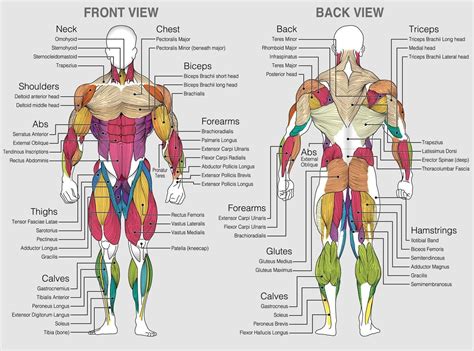 The chart shows the muscles of the human body with their names on a ...