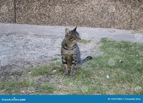 Un Gato De Gato Atigrado Que Se Sienta En Piso Imagen De Archivo