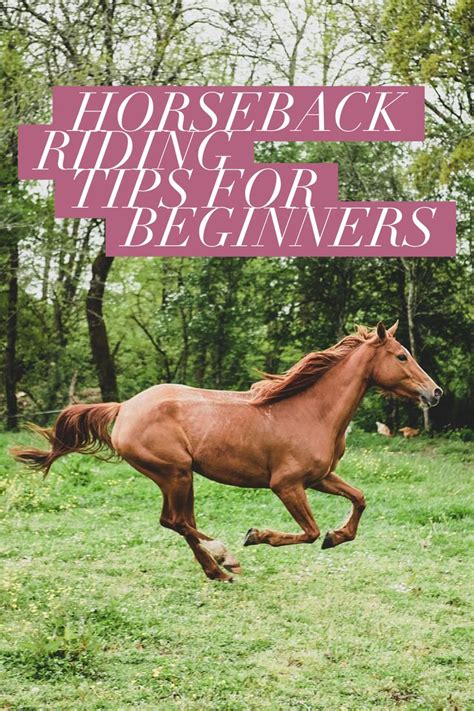 Horseback Riding Tips for Beginners | Horseback riding tips, Horseback ...