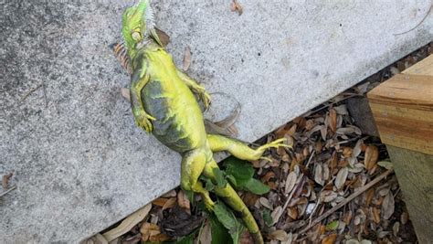 Its So Cold In Florida Iguanas Are Falling From Trees