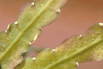 Cladode or Phylloclade – Mildred E. Mathias Botanical Garden