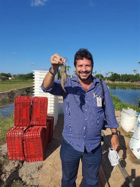 Dnocs Cultiva Camar O Em Per Metro Irrigado Departamento Nacional De