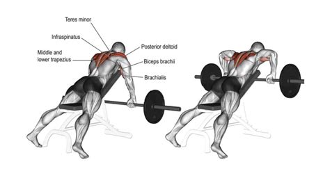 Dumbbell Rear Delt Row