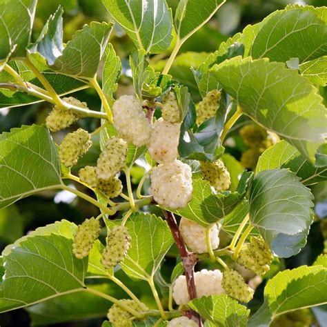 Plants Of White Mulberry Morus Alba The Original Garden