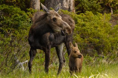 Estes Park Wildlife Tours of Rocky Mountain National Park