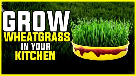 Wheatgrass Microgreens In Cocopeat From Seeds To Harvest Easy Way