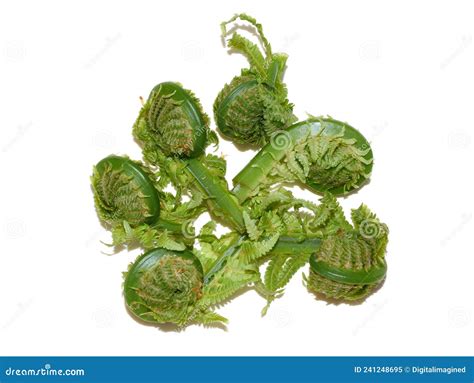 Edible Delicious Fern Rolls from Ostrich Fern Stock Image - Image of ...