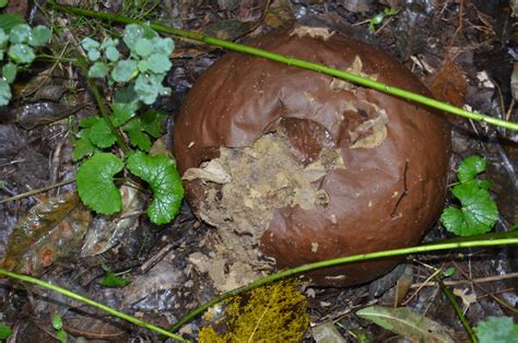 Giant Puffball Mushroom – jstookey.com